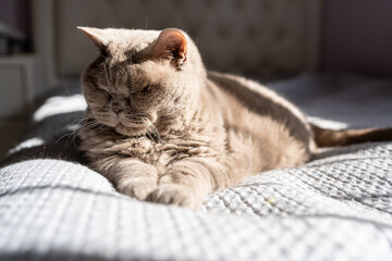 A British Shorthair cat enjoys a nap on a sunlit bed. The cat's fur glistens in the natural light,...