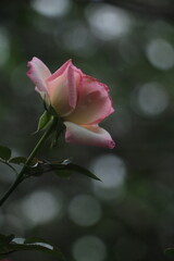 rose bloom  flower garden pink red Spring summer romantic Colorful Background screensaver wallpaper