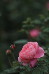 rose bloom  flower garden pink red Spring summer romantic Colorful Background screensaver wallpaper