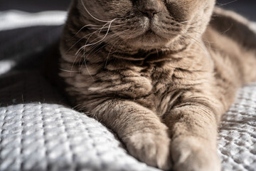 A close-up shot of a British Shorthair cat's paws and whiskers, resting on a textured bed. The soft...