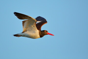Pilpilen American Oystercatcher en vuelo, detalles.