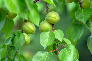 Green apricots that are not yet ripe