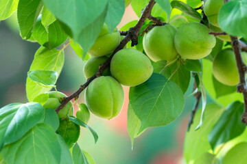 Green apricots that are not yet ripe