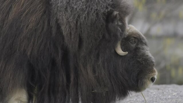 Closeup footage of a Musk ox in its territory at the daytime
