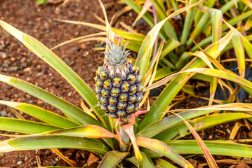 Fototapeta premium Pineapple growing on a plant at Dole Plantation Hawaii USA.