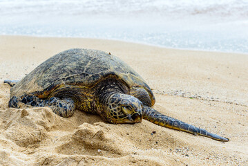 Sea turtle resting on Oahu beach in Hawaii, United States.