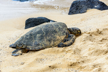 Sea turtle resting on Oahu beach in Hawaii, United States.