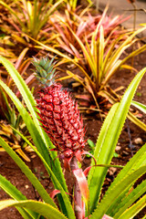 Pineapple growing on a plant at Dole Plantation Hawaii USA.