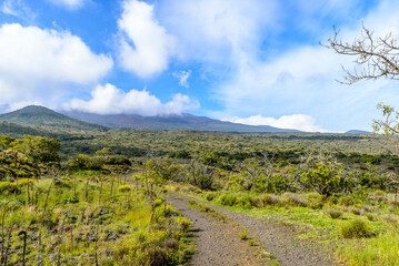 Dirt road winds through lush greenery of tall trees and bushes in a bush area.