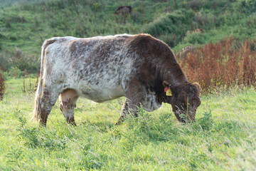 Cow grazing in grassy field with distant mountain view