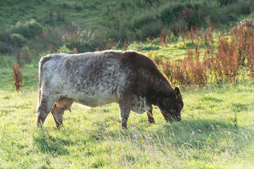 Brown and white cow grazing in a lush field