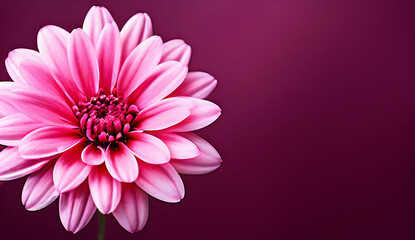 pink gerber daisy