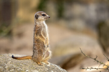 Meerkat perched atop a rock.