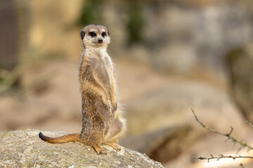 Meerkat perched atop a rock.