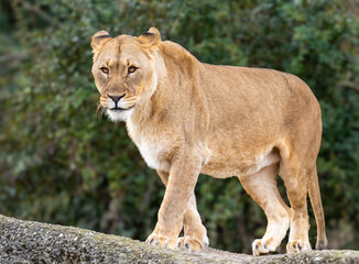 Majestic adult lion on a rock with bush backdrop.