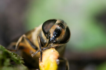 macro of a honey bee looking straight into the camera