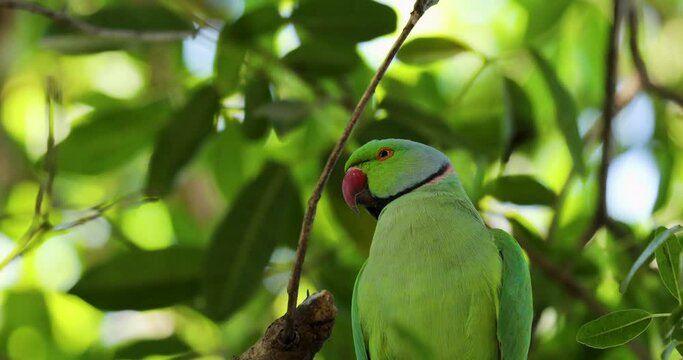 Beautiful scenery of Rose-ringed parakeet perched on tree on a windy day against blur background