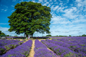 Solitary tree stands in the center of a vast lavender field