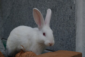 a small white rabbit sits near the edge of a wall
