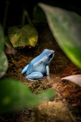 Closeup photo of a Blue Poison Dart frog