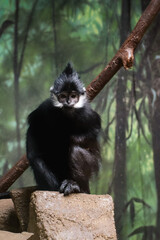 Closeup photo of a Francois' langur monkey