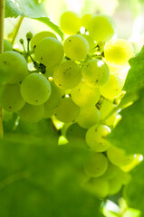White grapes on the vine near the Lake of Constance, Germany