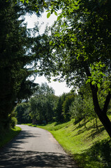 Tar road, with trees on the side