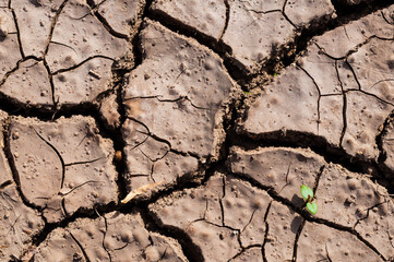 Close-up of a dried cracked soil with a little green plant