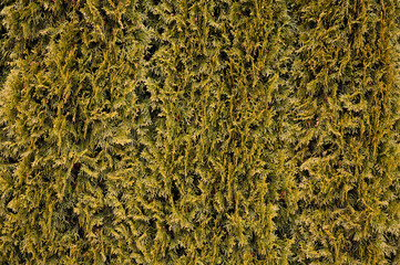 Close-up shot of Arborvitae (Thuja) hedge