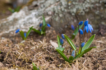 Squill (Scilla) at the foot of a birch, Spring in Germany