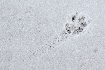 a dog print in the snow on a path to nowhere