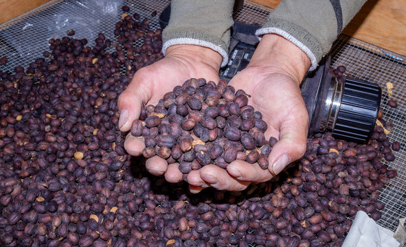 Anoymous Hands Showing Some Ripe Coffee Berries.
