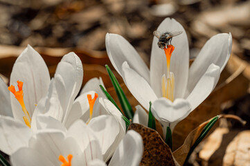 Close-up of a bee on Crocus albiflorus flowers