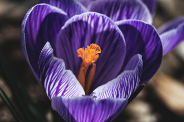 Close-up of a vibrant purple Saffron flower