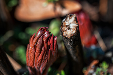 Close-up of a tiny budding plant