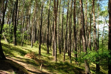 Obraz premium Las sosnowy