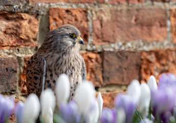 Kestrel perched against a brick wall surrounded by blooming crocus flowers