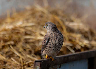 Kestrel perched on the edge of a haystack