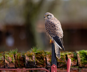 Kestrel perched near a mossy brick wall