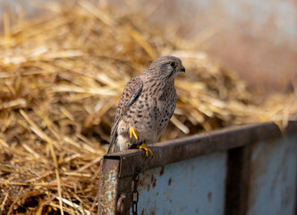 Kestrel perched on the edge of a haystack