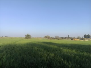 landscape with grass and sky