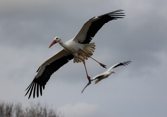 Couple of white storks flying in the cloudy sky above trees