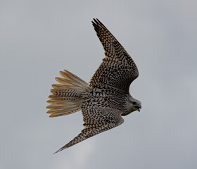 Gyrfalcon soaring in the sky