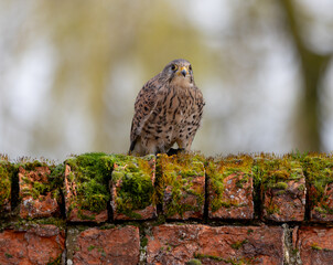 Kestrel perched on a mossy brick wall
