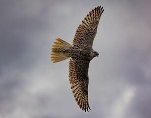 Gyrfalcon soaring in the cloudy sky