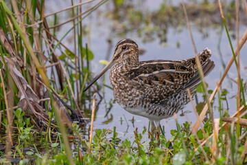 Snipe (Gallinago gallinago) wading in water by grass and weeds