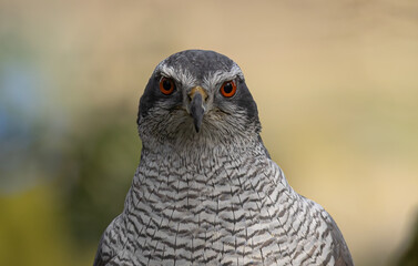 Closeup shot of a Eurasian goshawk looking at the camera