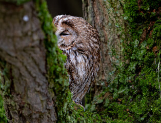 Tawny owl perched on a mossy tree trunk