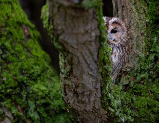 Tawny owl perched on a mossy tree trunk