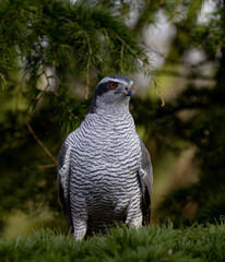 Closeup shot of a Eurasian goshawk perched on a pine tree branch